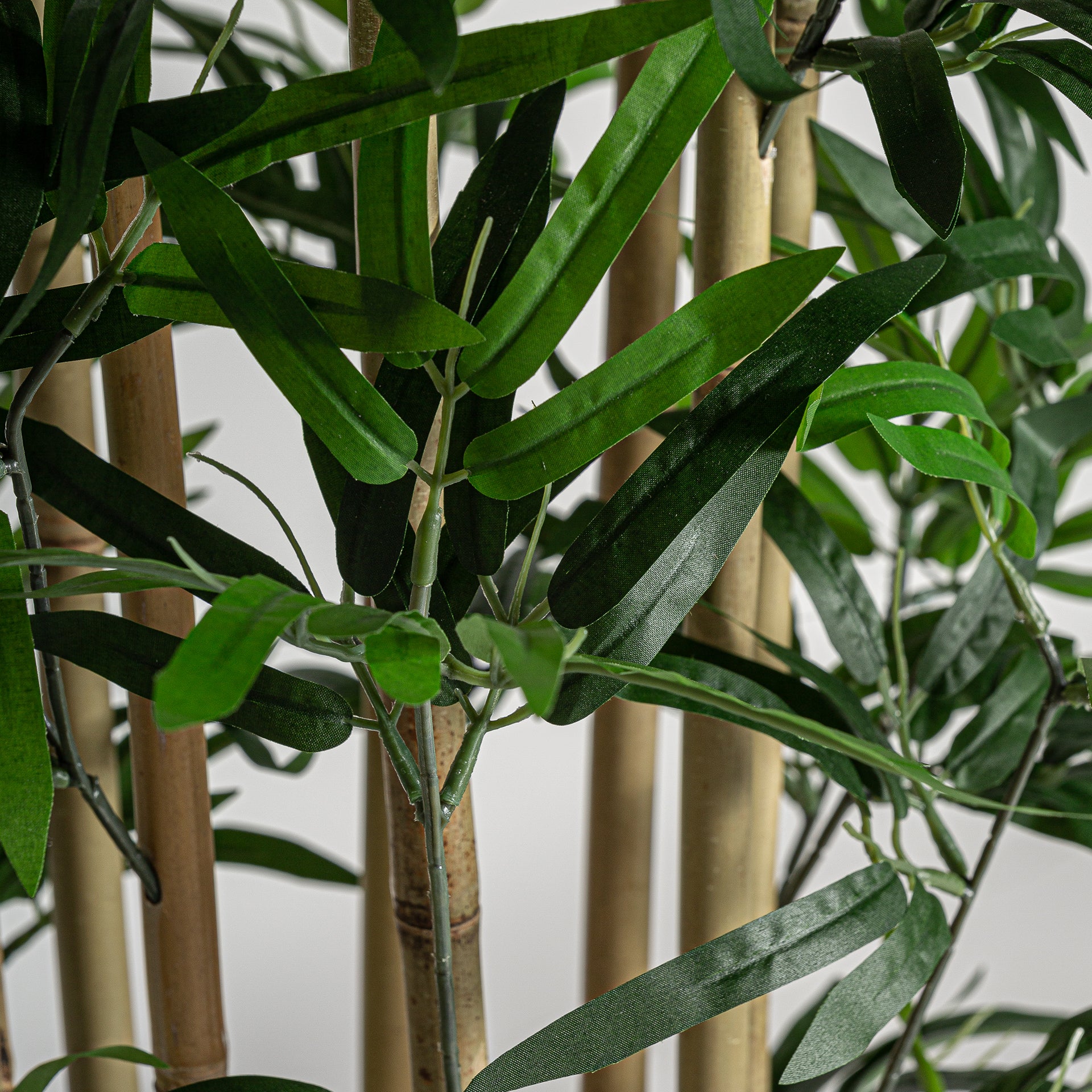 BAMBÚ PLANT